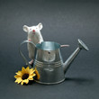 La souris et son arrosoir La souris et son arrosoir