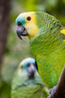 Colorful Parrot in dense vegetation