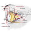 das menschliche auge das menschliche auge
