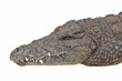 Detailed living Nile crocodile head isolated on white. Detailed living Nile crocodile head isolated on white.