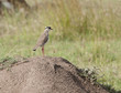 Crowned Plover in the Masai Mara, Kenya, standing on an anthill. Crowned Plover in the Masai Mara, Kenya, standing on an anthill.