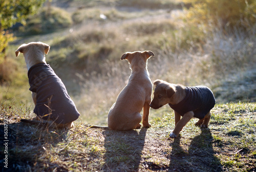 Foto: 3 little dogs 3 little dogs