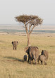 Herd of elephant in the Masai Mara, Kenya Herd of elephant in the Masai Mara, Kenya