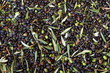 Olive raccolte da frangere Olive raccolte da frangere