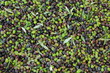 Olive raccolte da frangere 1 Olive raccolte da frangere 1