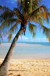 Palm tree