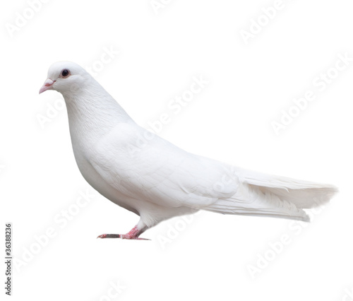 Photo: white dove sits isolated white dove sits isolated