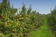 pear orchard, loaded with pears under the summer sun pear orchard, loaded with pears under the summer sun