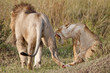 Lions just finished mating, Masai Mara, Kenya Lions just finished mating, Masai Mara, Kenya