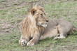 Young male Lion, Mara, Kenya Young male Lion, Mara, Kenya