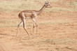 Pretty female Gerenuk, Buffalo Springs, Kenya Pretty female Gerenuk, Buffalo Springs, Kenya