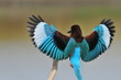 White throated kingfisher - Halcyon smyrnensis