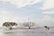 Photo: mangrove tree in blurred sea mangrove tree in blurred sea