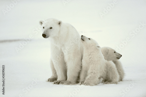 Photo: Polar she-bear with cubs. Polar she-bear with cubs.
