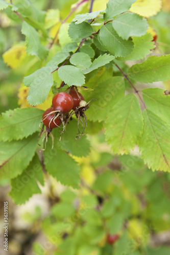 Photo: Rose hips Rose hips