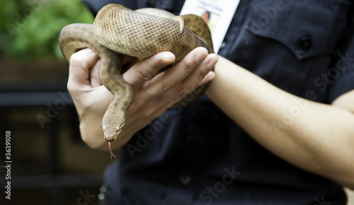Photo: Children's Python Children's Python