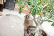 slow loris monkey
