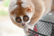 slow loris monkey