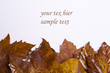 autumn leaves