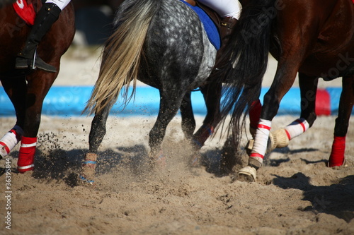 Photo: chevaux au galop chevaux au galop