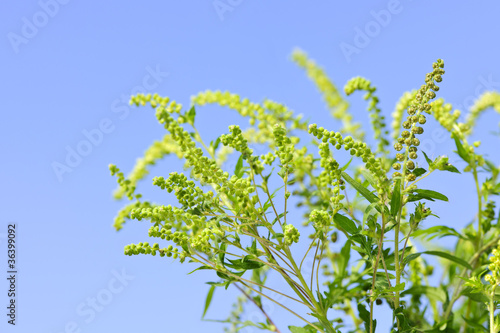 Photo: Ragweed plant Ragweed plant
