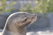 Seelöwe