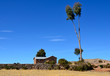 House and tree on Amantani Island House and tree on Amantani Island