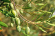 green olives