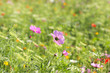 Colorful flowers, selective focus on pink flower Colorful flowers, selective focus on pink flower