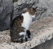 Cat relaxing on old roman stone
