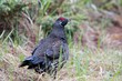 tannenhuhn