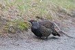 Tannenhuhn