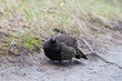 Tannenhuhn