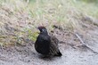 Tannenhuhn