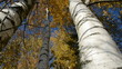 wind in the golden autumn birches forest
