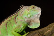 iguana