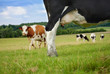 Dairy cows in summer grass