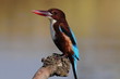 White throated kingfisher - Halcyon smyrnensis
