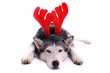 liegender Hund Husky als Renntier