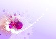 fond splash