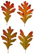 Autumn oak leaves