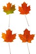 Autumn Maple Leaves