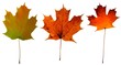 Autumn Maple Leaves