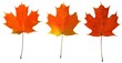 Autumn Maple Leaves