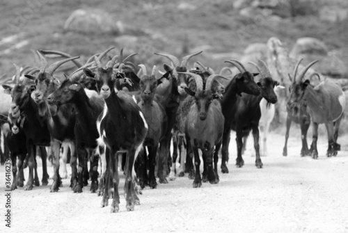 Photo: cabras a preto e branco cabras a preto e branco
