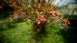 Red Blossoms Pan Around