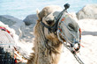 Camel in Taba, Egypt
