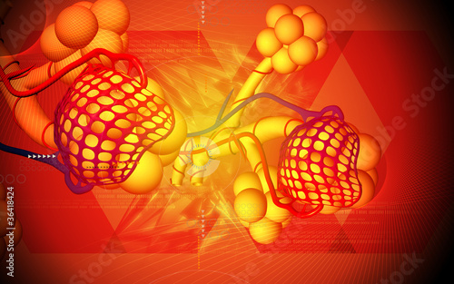 Illustration: Alveoli Alveoli