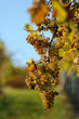 Sunny vineyard