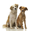 2 Mischlinge